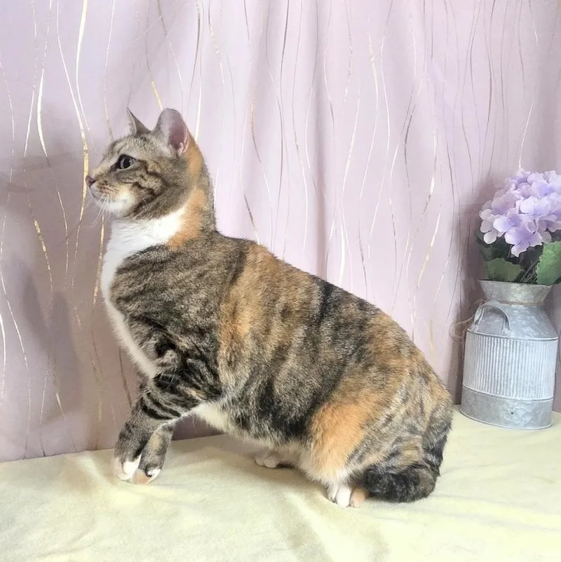 Calico thumbnail 2