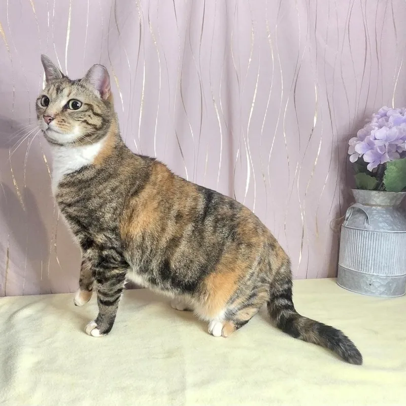 Calico thumbnail 3