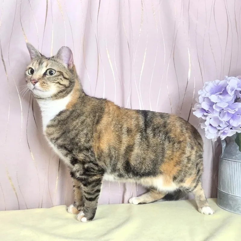 Calico thumbnail 6
