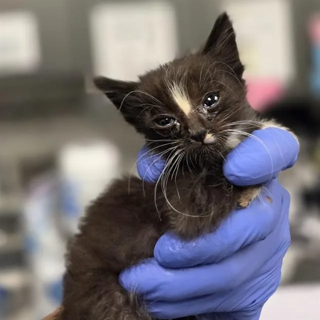 A baby small-sized male Domestic Short Hair cat named Eren for adoption in Ontario, CA