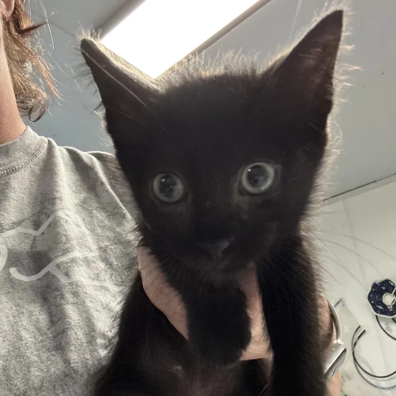 A baby small-sized male Black Domestic Short Hair cat named Ludo for adoption in Hattiesburg, MS