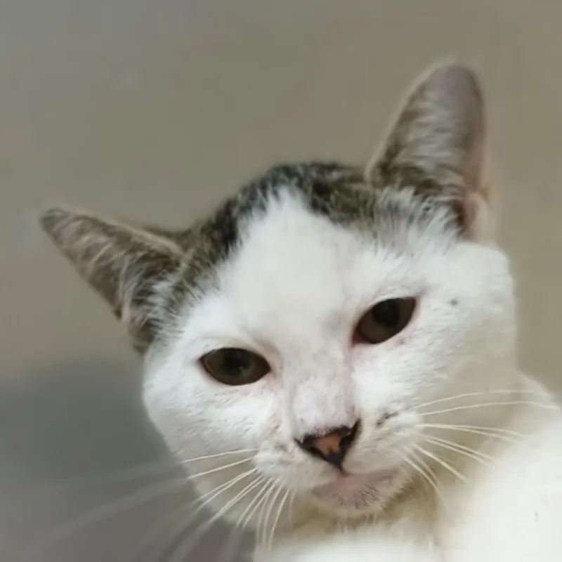 A baby small-sized female White Domestic Short Hair cat named Mixie for adoption in Palestine, TX