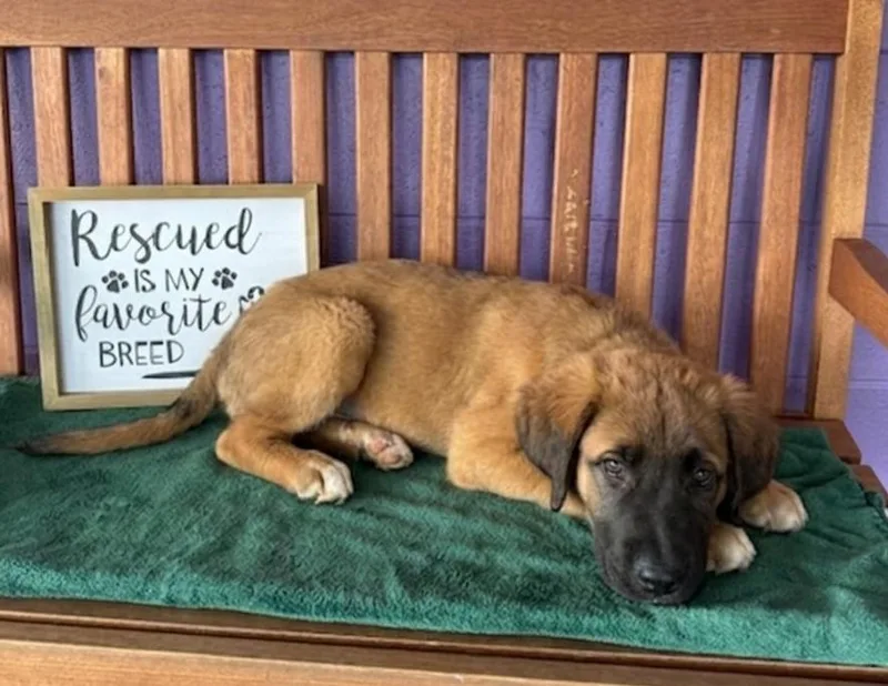 A baby large-sized male Shepherd dog named Olaf for adoption in North Prairie, WI