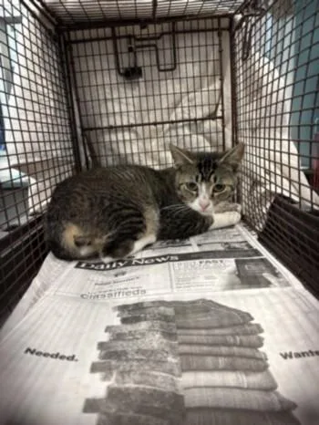 An adult large-sized male Domestic Short Hair cat named Buggy for adoption in Chatsworth, CA