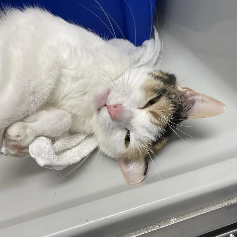 An adult medium-sized female Calico Domestic Short Hair cat named Dee LuLu for adoption in Saint Charles, MO