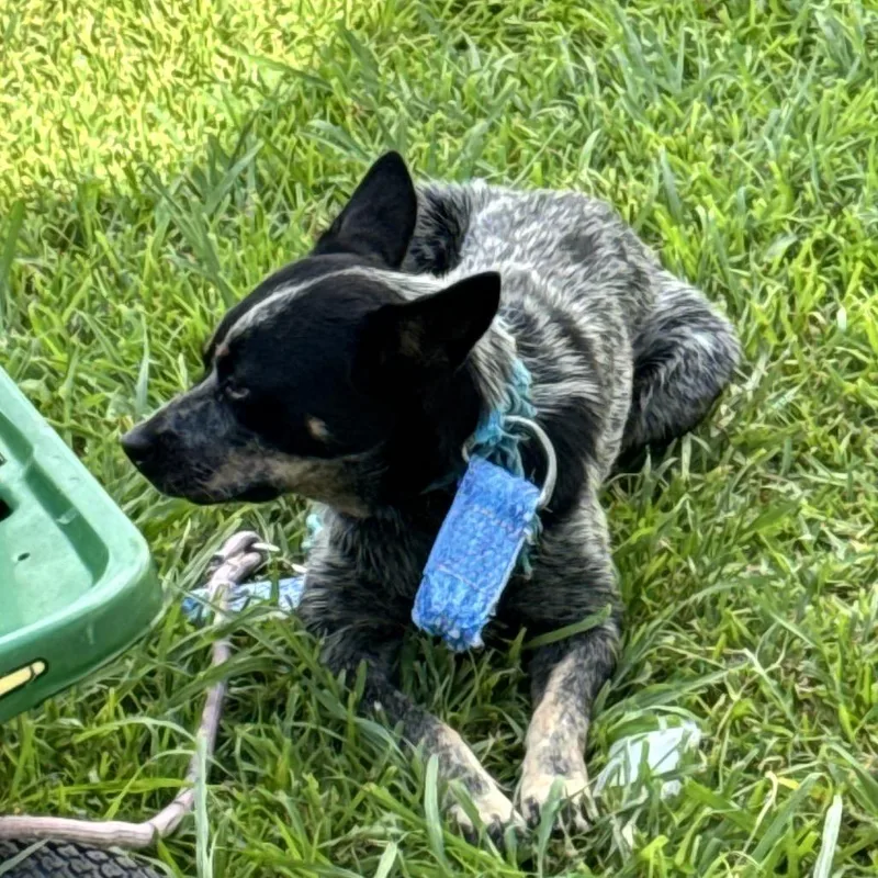 An adult medium-sized female Gray / Blue / Silver Mixed Breed dog named Darcy for adoption in Lake Jackson, TX