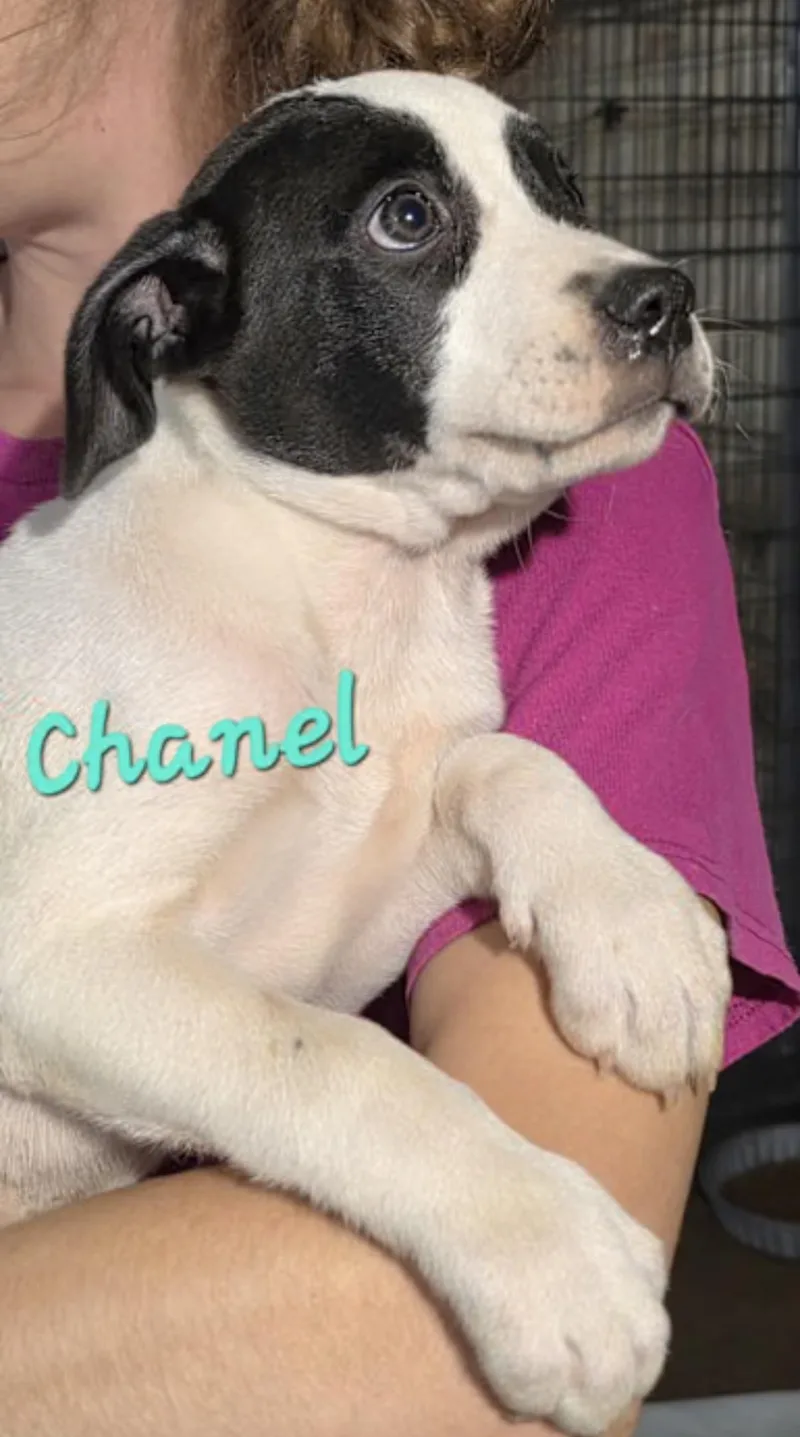 A baby medium-sized female Black Basset Hound dog named Chanel for adoption in Watertown, CT