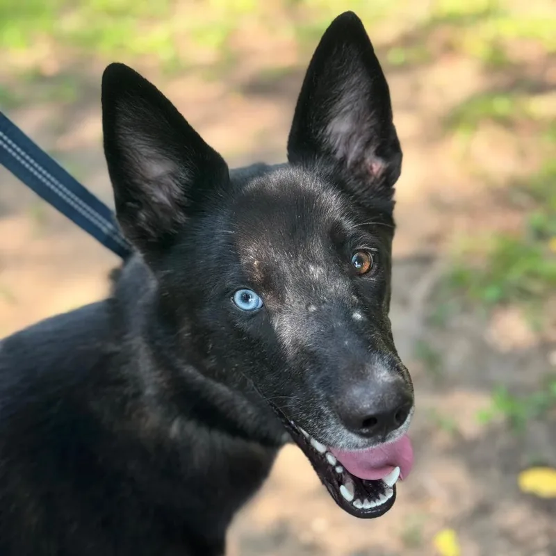 A young medium-sized female Black Husky dog named Charlotte for adoption in Pekin, IL