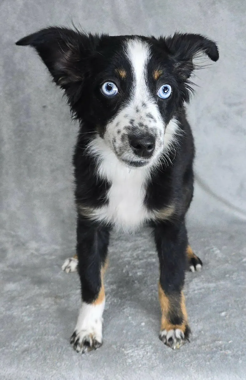 A baby small-sized female Tricolor (Brown, Black, & White) Australian Shepherd dog named Oakey for adoption in Newport, TN