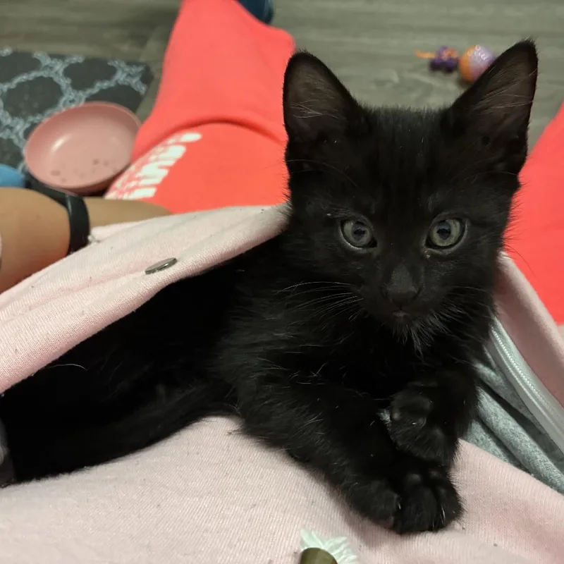 A baby small-sized female Black Domestic Short Hair cat named Mercedes for adoption in Greenwood, MO
