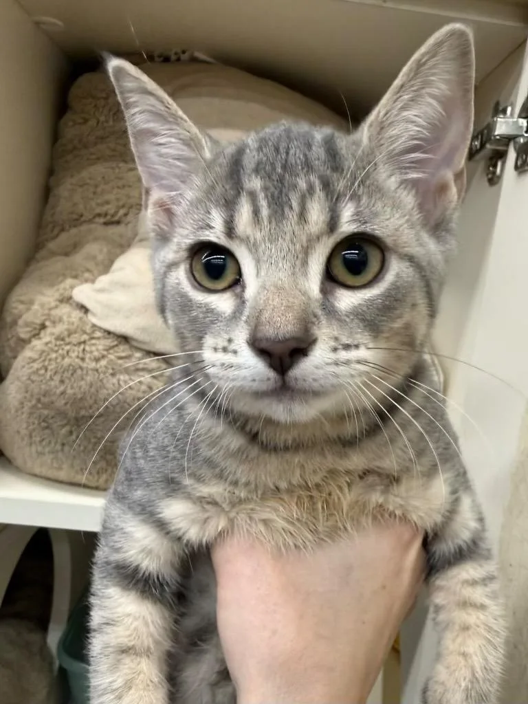 A baby medium-sized female Domestic Short Hair cat named Maddi for adoption in Tampa, FL