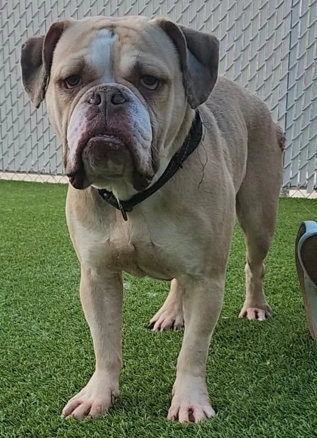 A senior medium-sized male Yellow / Tan / Blond / Fawn English Bulldog dog named Buttons for adoption in Frankfort, KY