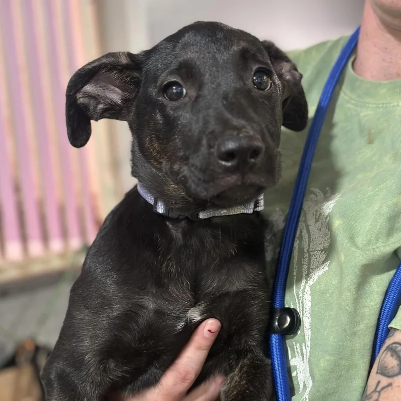 A baby medium-sized female Shepherd dog named Ori for adoption in San Francisco, CA