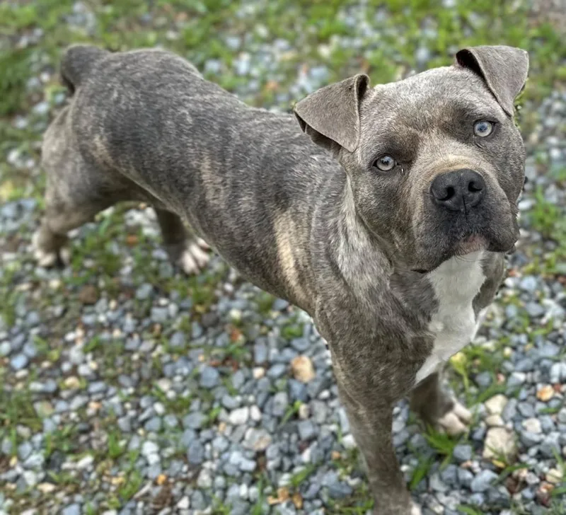 An adult medium-sized female Mixed Breed dog named Lilly for adoption in Rome, GA