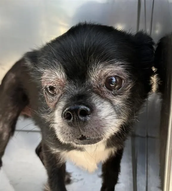 A senior small-sized male Mixed Breed dog named Aj for adoption in Dallas, TX