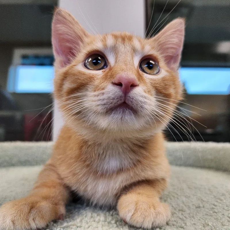 A baby medium-sized male Tabby (Orange / Red) Domestic Short Hair cat named Phil for adoption in Liberty, MO