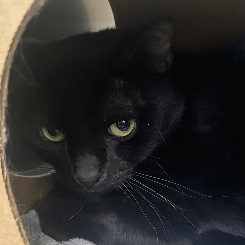 A young medium-sized male Black Domestic Short Hair cat named Bastion for adoption in Reno, NV