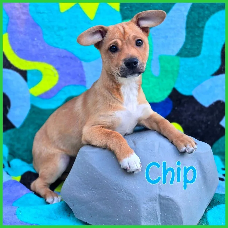 A baby small-sized male Red / Chestnut / Orange Mixed Breed dog named Chip for adoption in Joliet, IL