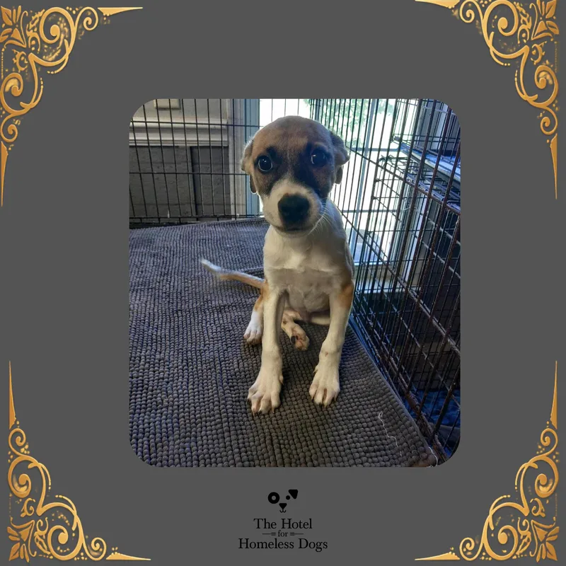A baby medium-sized male Yellow / Tan / Blond / Fawn Terrier dog named Ricky for adoption in Cumberland, RI