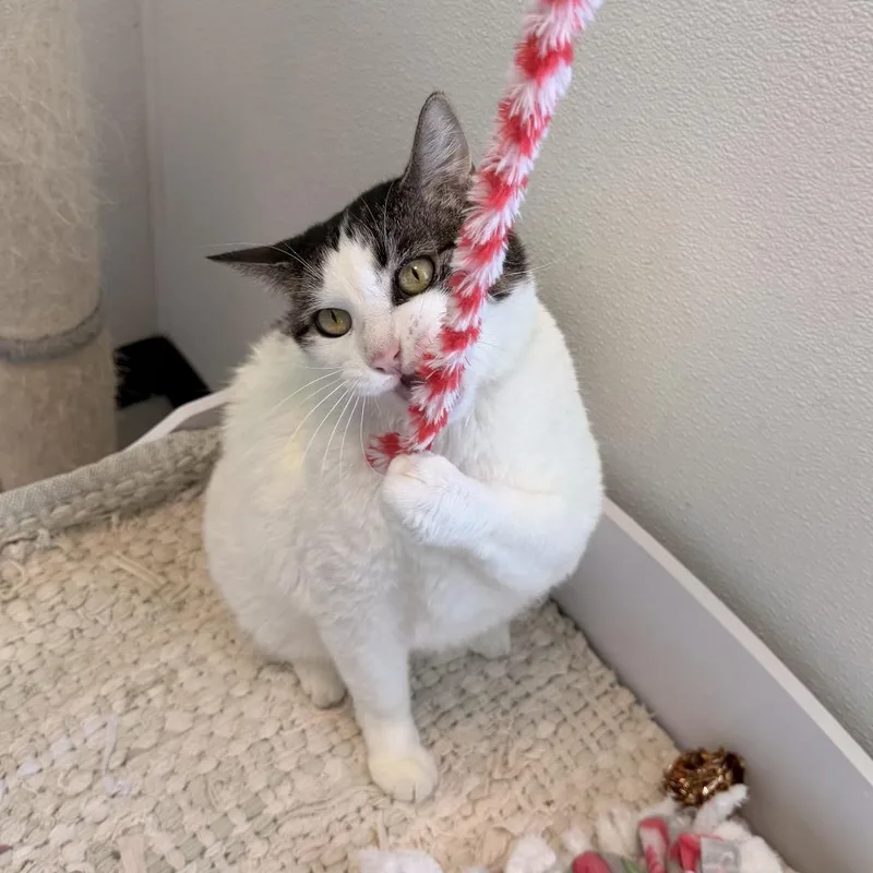 An adult large-sized female White Domestic Short Hair cat named Redis for adoption in Austin, TX