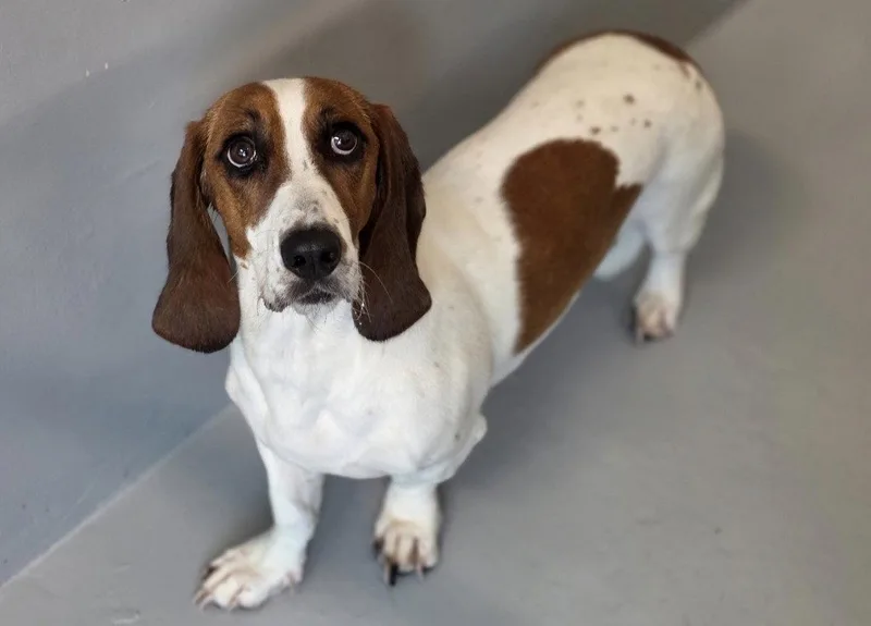 An adult medium-sized female Basset Hound dog named Whiskey for adoption in Brookville, OH