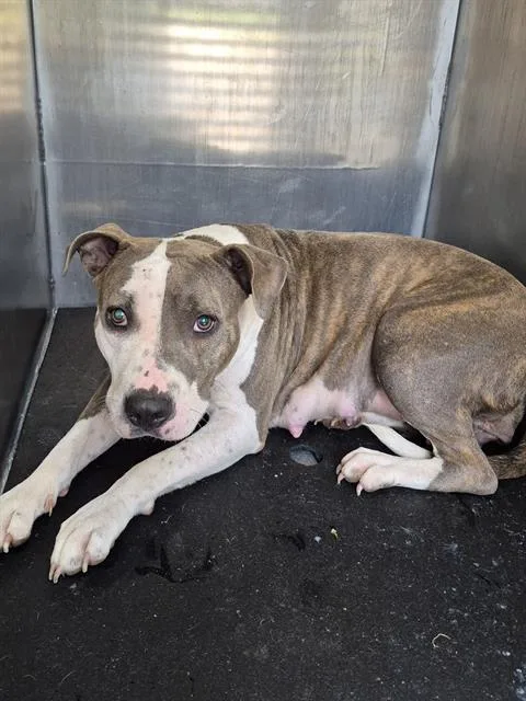 A young medium-sized female American Staffordshire Terrier dog named Ursula C. Urchin for adoption in San Antonio, TX