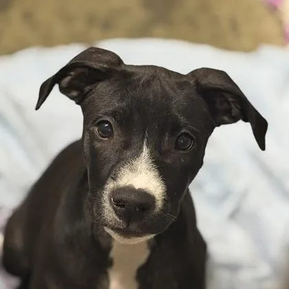 A baby large-sized female Pit Bull Terrier dog named Ziggy for adoption in Sacramento, CA