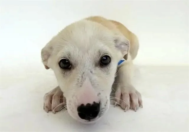 A baby small-sized male Terrier dog named Zoom for adoption in Saint Louis, MO