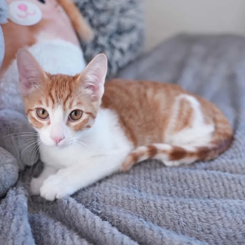 A baby small-sized male Orange & White Domestic Short Hair cat named Cheddar for adoption in Antioch, CA
