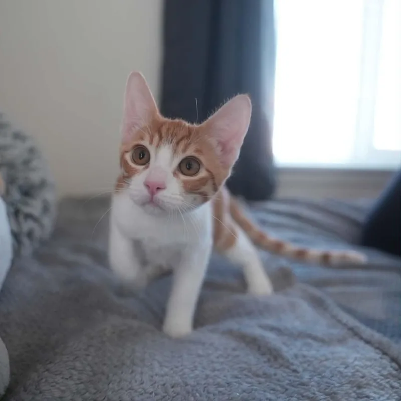 Cheddar thumbnail 2