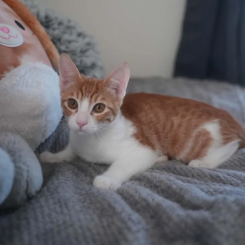 Cheddar thumbnail 5