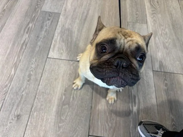 A young small-sized male French Bulldog dog named Biscut for adoption in Garland, TX