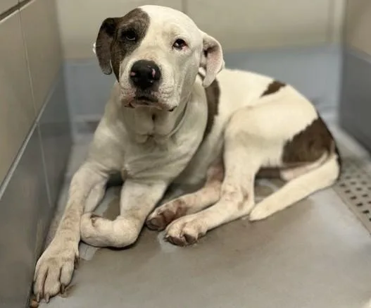 An adult large-sized male Staffordshire Bull Terrier dog named Panda for adoption in Houston, TX