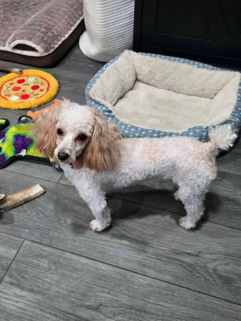 Loulou & Princess thumbnail 2