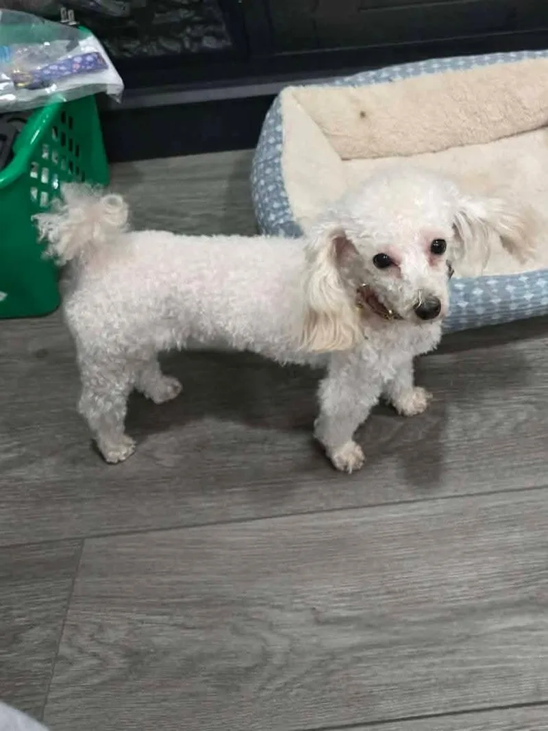 A young small-sized female Apricot / Beige Yorkie Poo dog named Loulou & Princess for adoption in Seville, OH