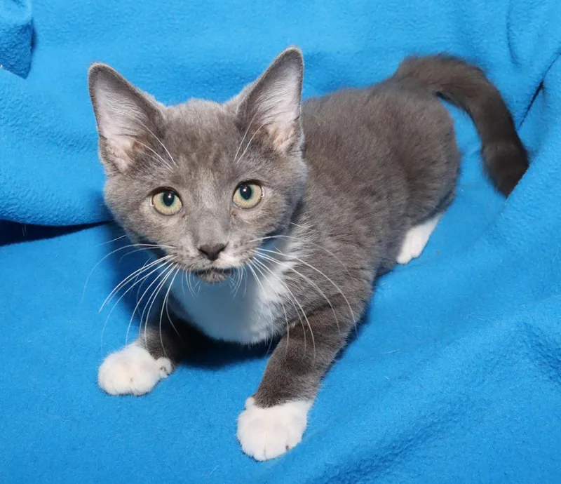 A baby medium-sized female Gray & White Domestic Short Hair cat named Millie for adoption in Euclid, OH