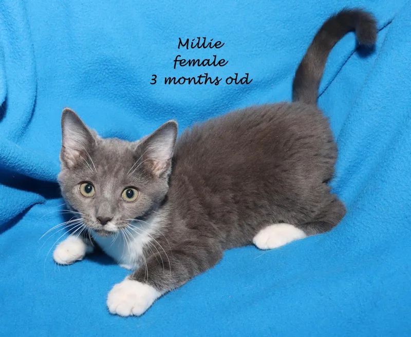 Millie thumbnail 5