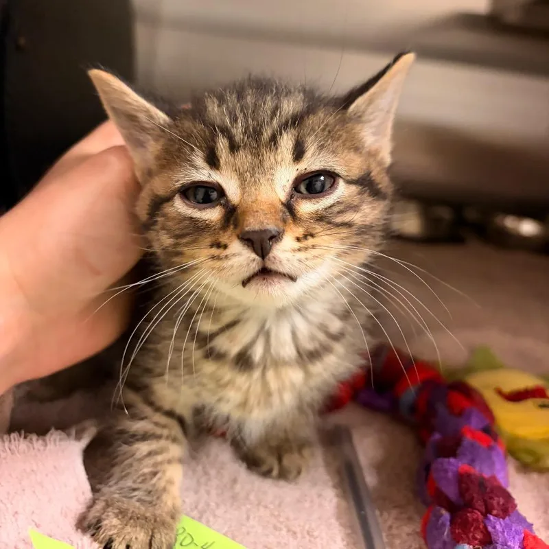 A baby small-sized male Brown / Chocolate Domestic Short Hair cat named Pinky for adoption in Bristol, IN