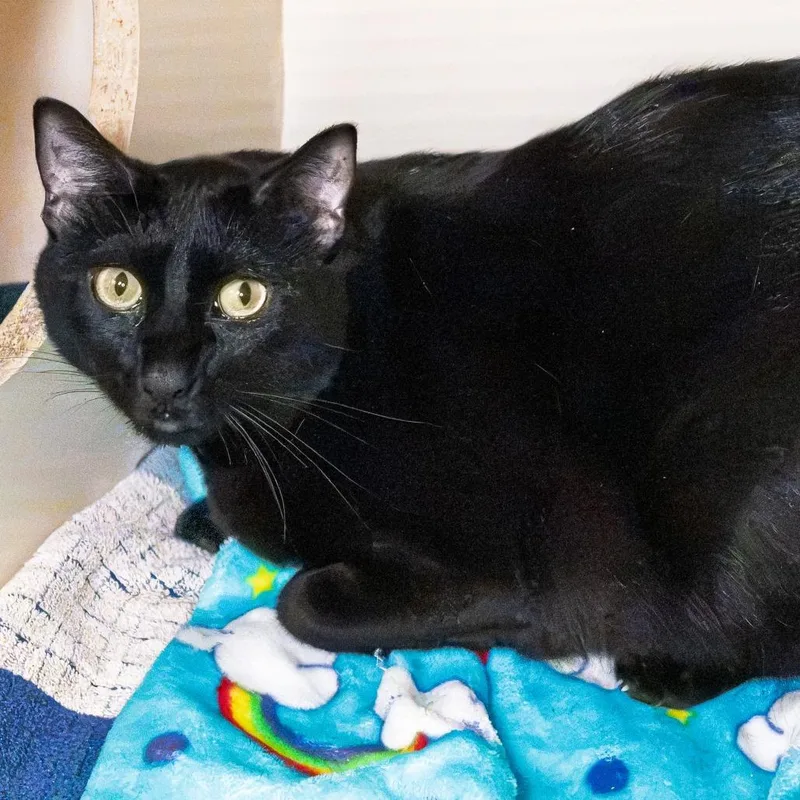 An adult large-sized male Black Bombay cat named Oliver for adoption in South Elgin, IL