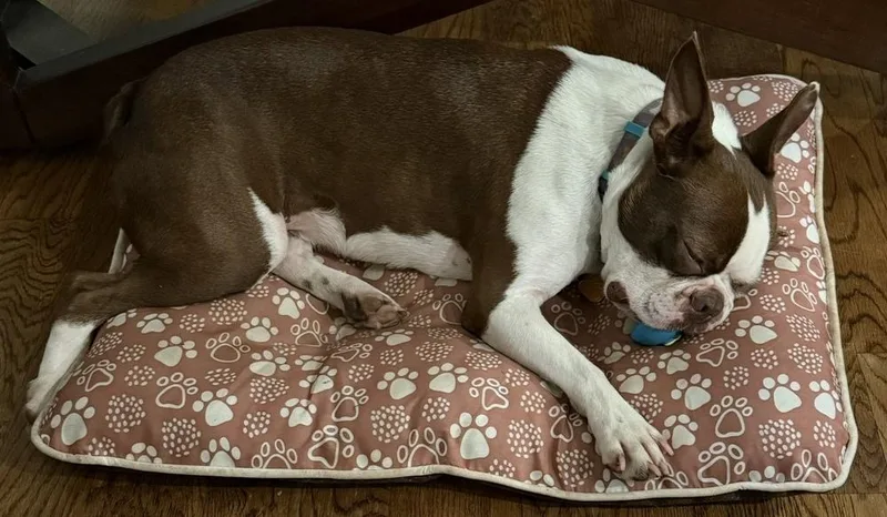 Champion Festusdouglasville  Ga