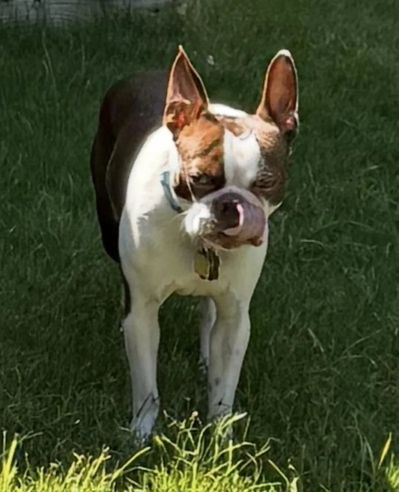 Champion Festusdouglasville  Ga thumbnail 3