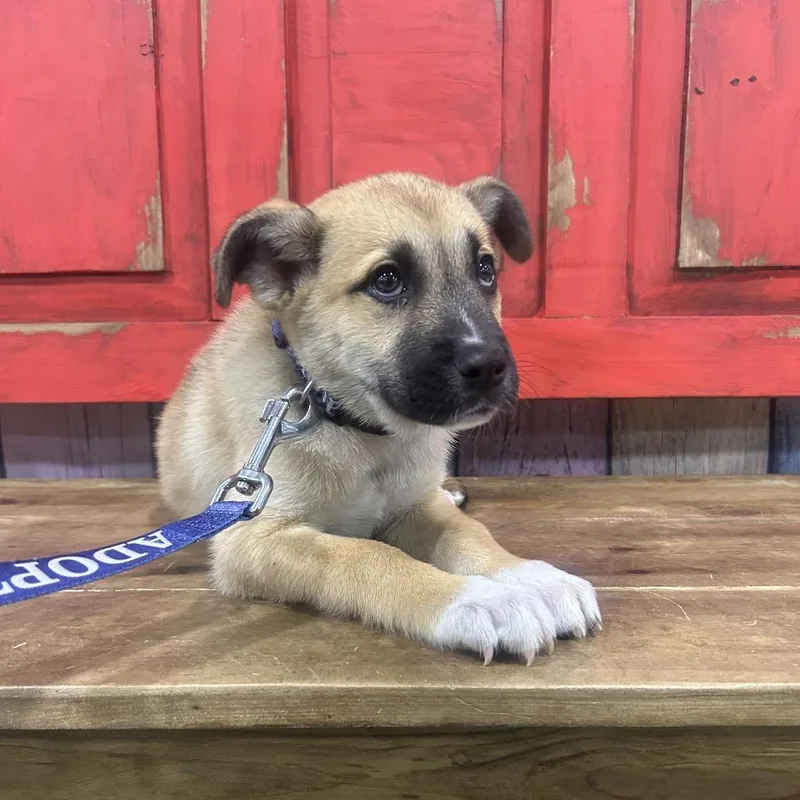 A baby small-sized male Yellow / Tan / Blond / Fawn Mixed Breed dog named Fwt Roy for adoption in Midland, TX