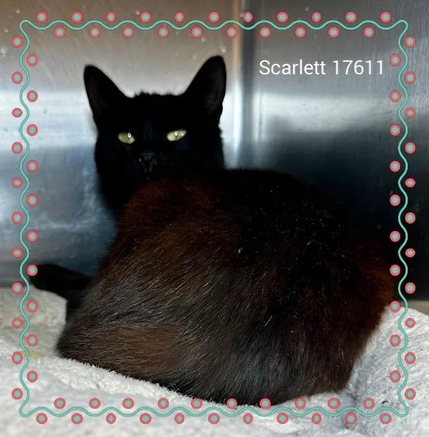 Scarlett thumbnail 2