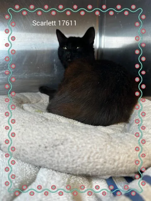 Scarlett thumbnail 3