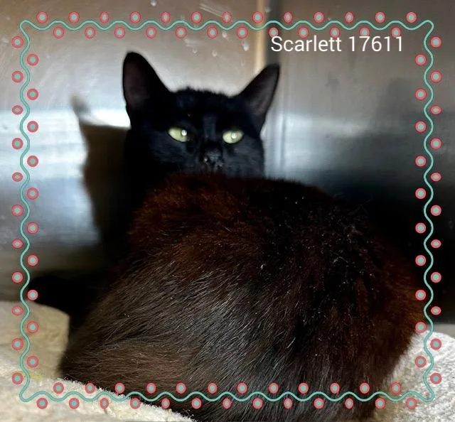 Scarlett thumbnail 4