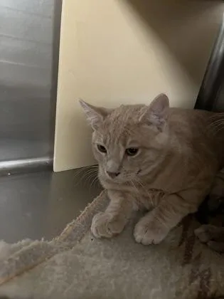A baby medium-sized female Domestic Short Hair cat named Sapphire for adoption in Picayune, MS