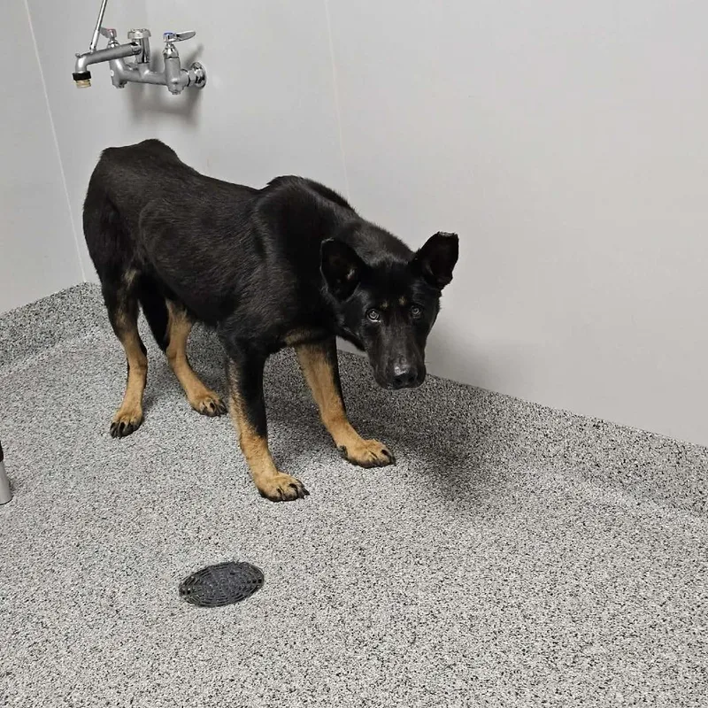 An adult extra large-sized male Black German Shepherd Dog dog named King for adoption in Wichita, KS
