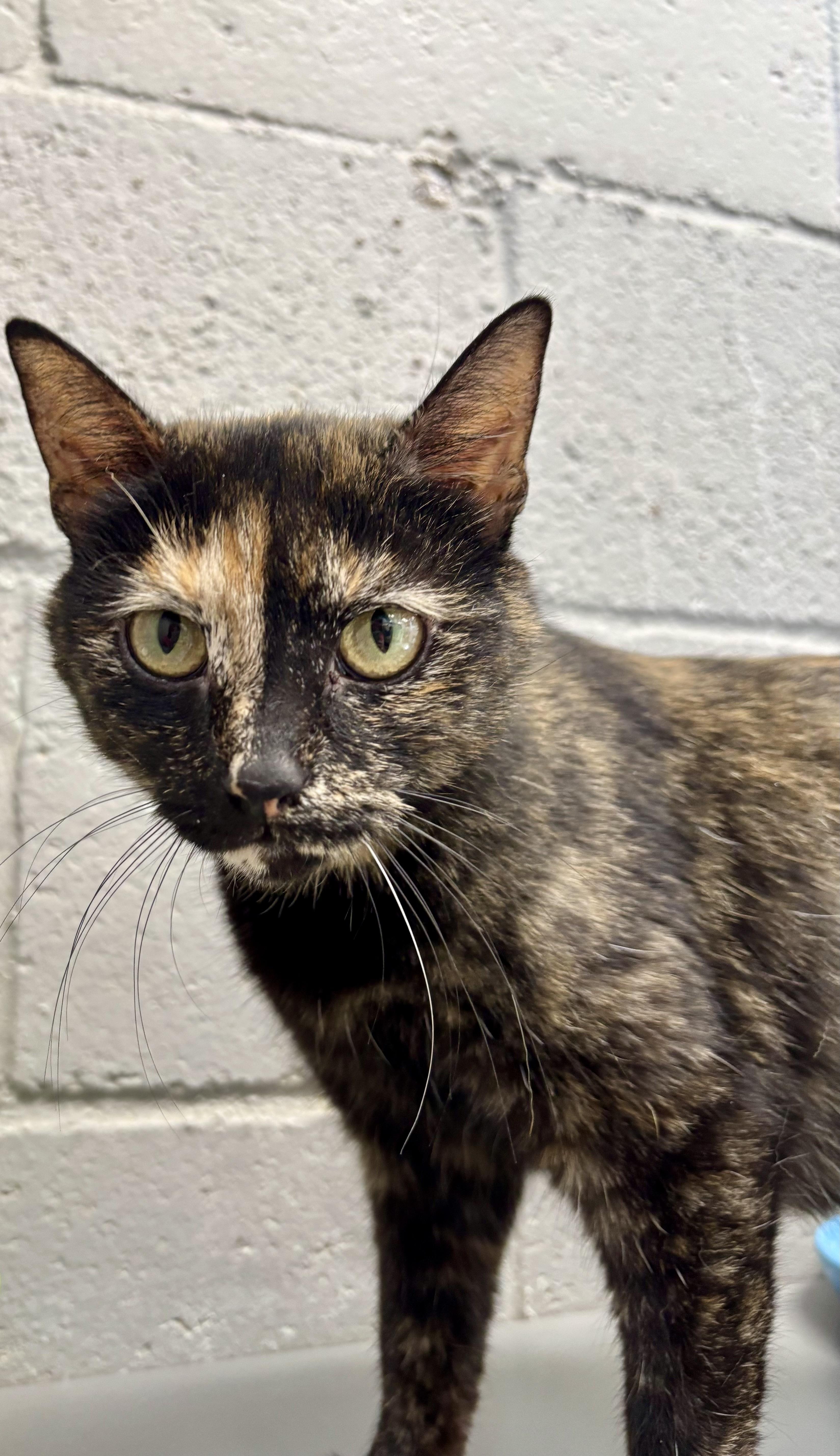 An adult medium-sized female Tortoiseshell cat named Huggles for adoption in Bardstown, KY