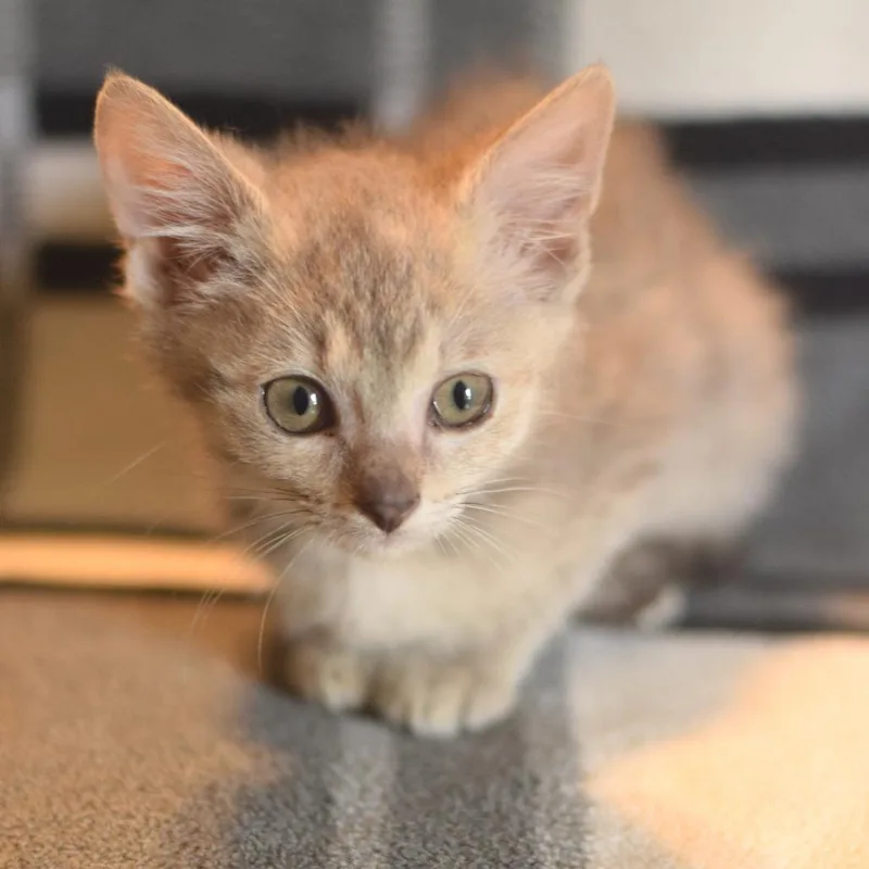 A baby small-sized female Gray / Blue / Silver Domestic Short Hair cat named Tapioca for adoption in Belleville, IL