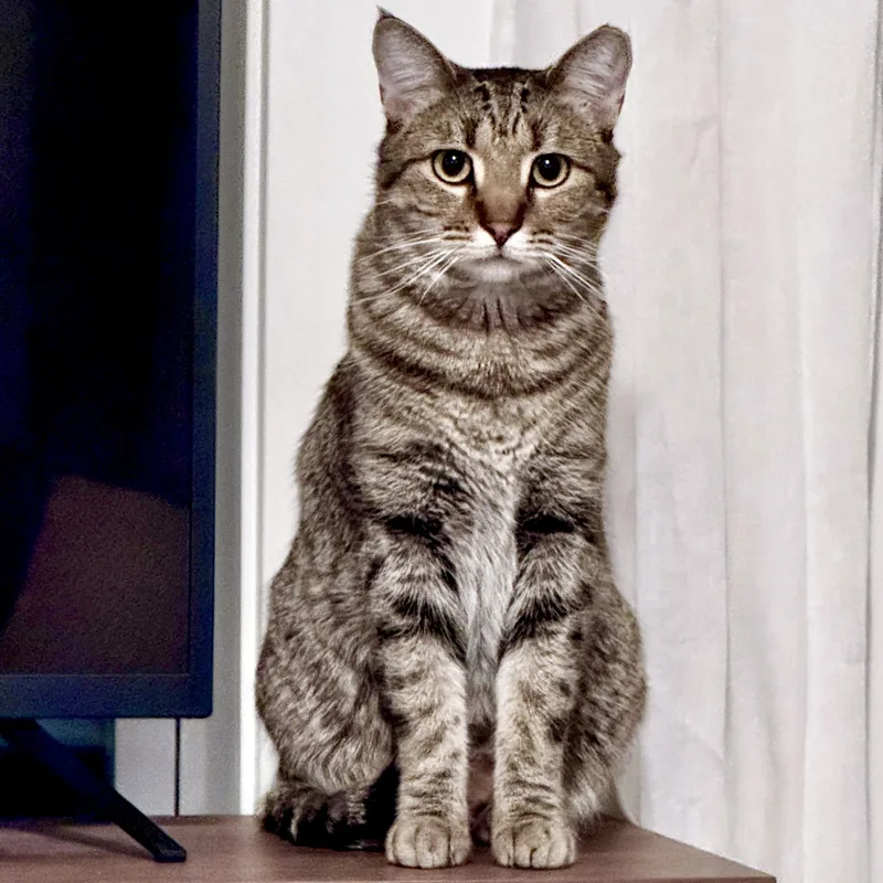 Edgar Allan Poe thumbnail 2